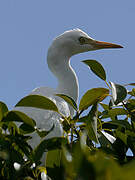 Western Cattle Egret