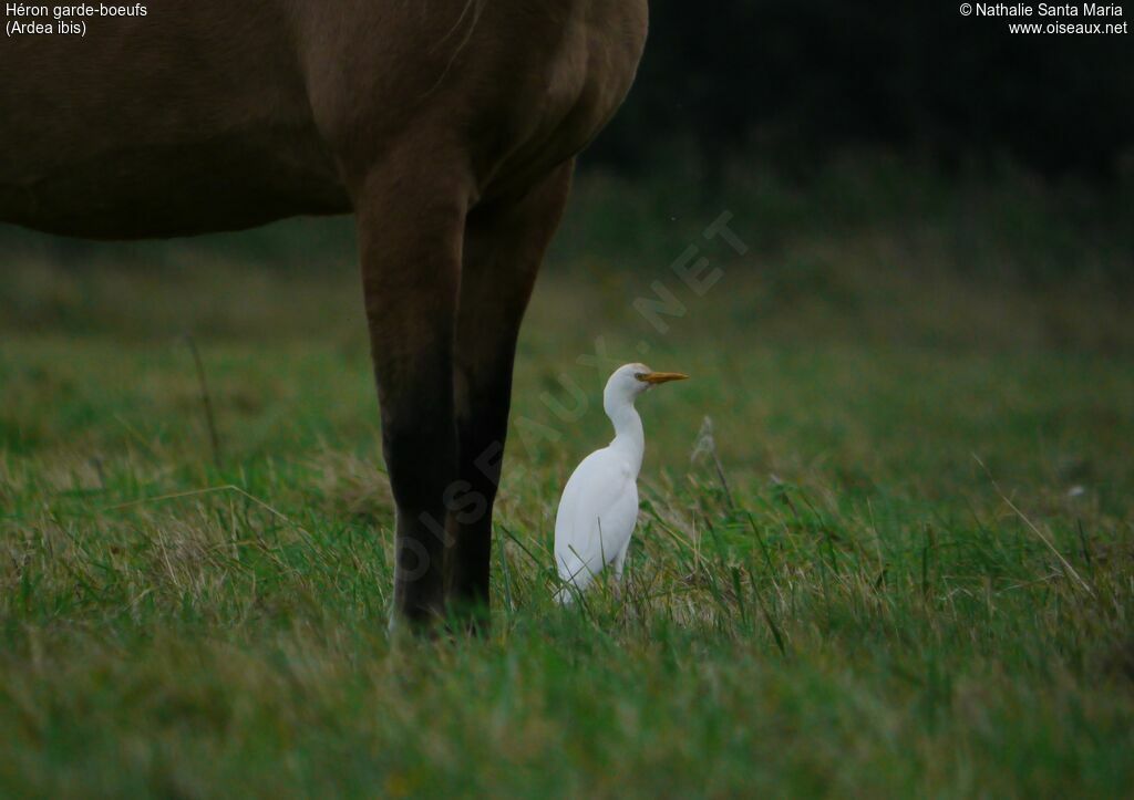 Western Cattle Egretadult, identification, habitat, Behaviour