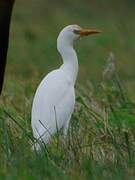 Western Cattle Egret