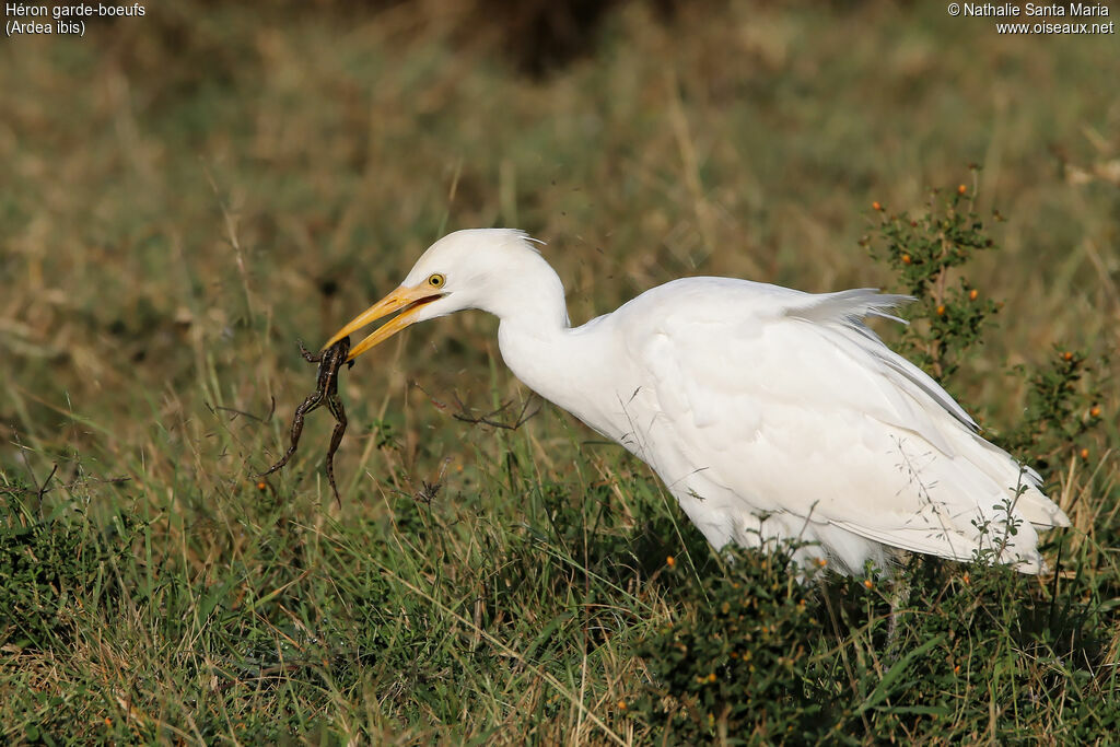 Héron garde-boeufsadulte, identification, habitat, pêche/chasse, indices