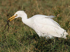 Western Cattle Egret