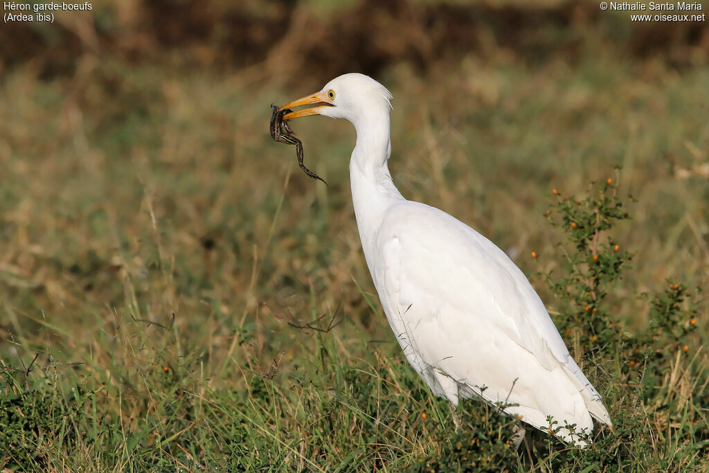 Western Cattle Egretadult, identification, habitat, feeding habits