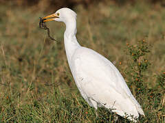 Western Cattle Egret