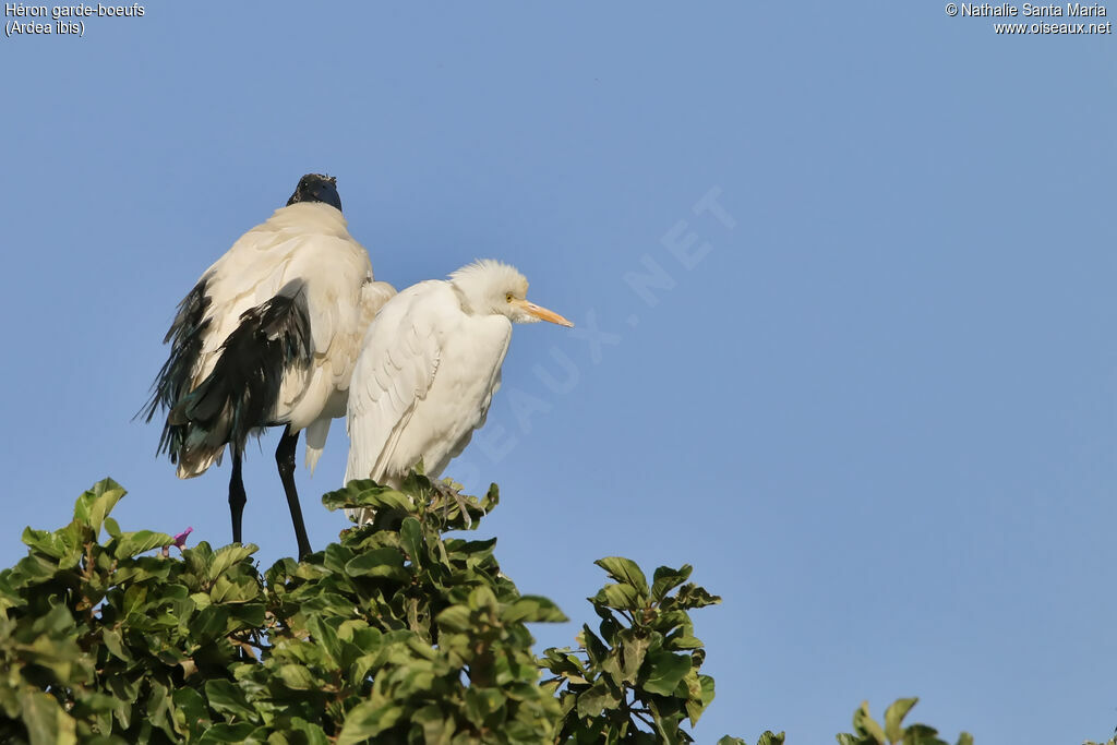 Western Cattle Egretadult, identification, habitat