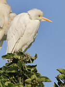 Western Cattle Egret