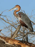 Goliath Heron