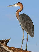 Goliath Heron