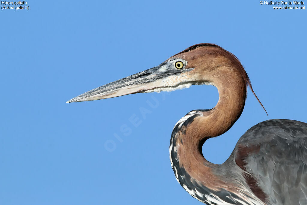 Goliath Heronadult, identification, close-up portrait