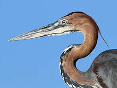 Goliath Heron