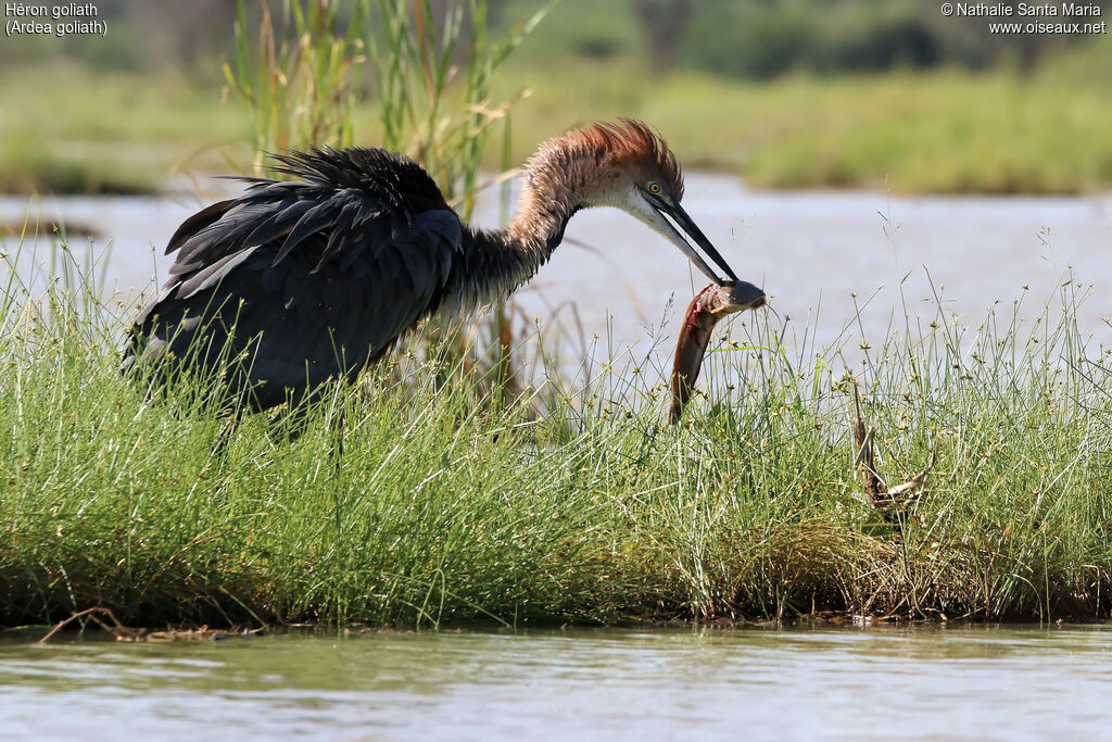 Goliath Heronadult, identification, feeding habits, fishing/hunting