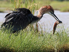 Goliath Heron