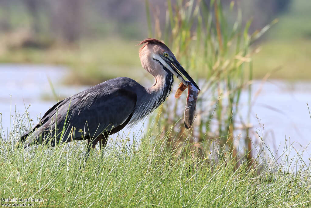 Goliath Heronadult, feeding habits, eats