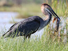 Goliath Heron