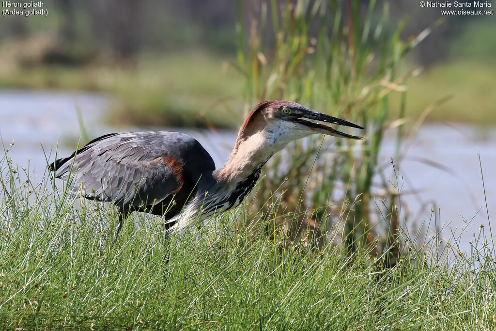 Goliath Heronadult, identification, habitat, eats