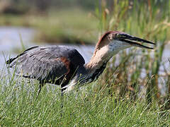 Goliath Heron