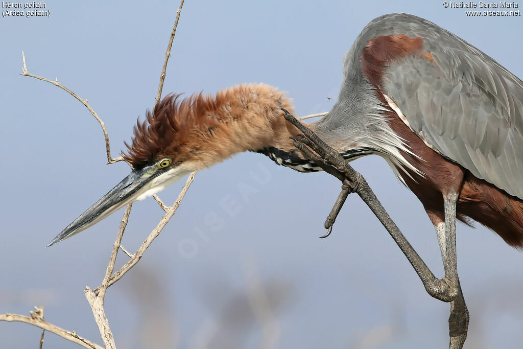 Goliath Heronadult, close-up portrait, care