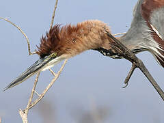 Goliath Heron