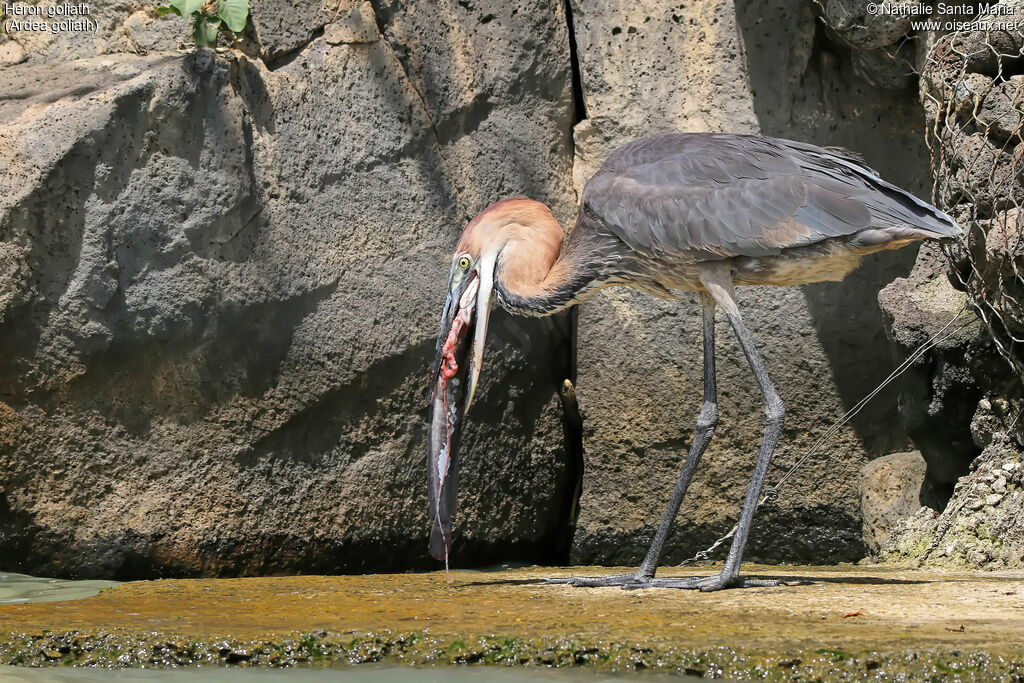 Goliath Heronadult, identification, feeding habits, eats