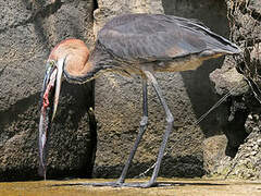 Goliath Heron