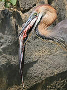 Goliath Heron