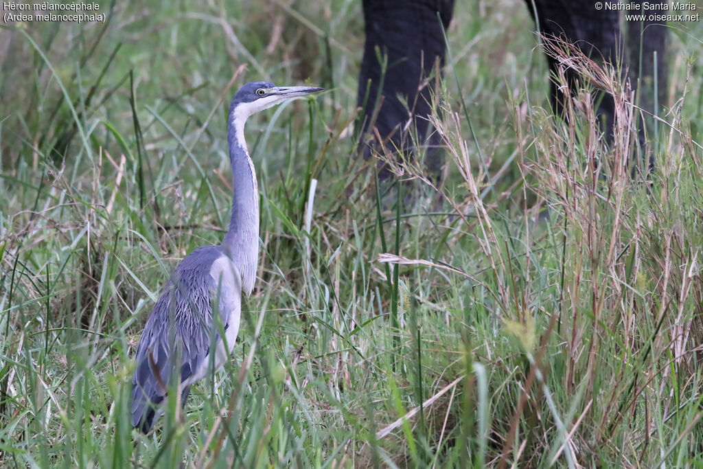 Black-headed Heronimmature, identification, habitat, Behaviour