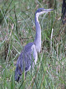 Black-headed Heron