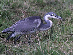 Black-headed Heron