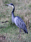 Black-headed Heron