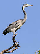 Black-headed Heron