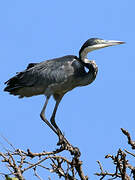 Black-headed Heron