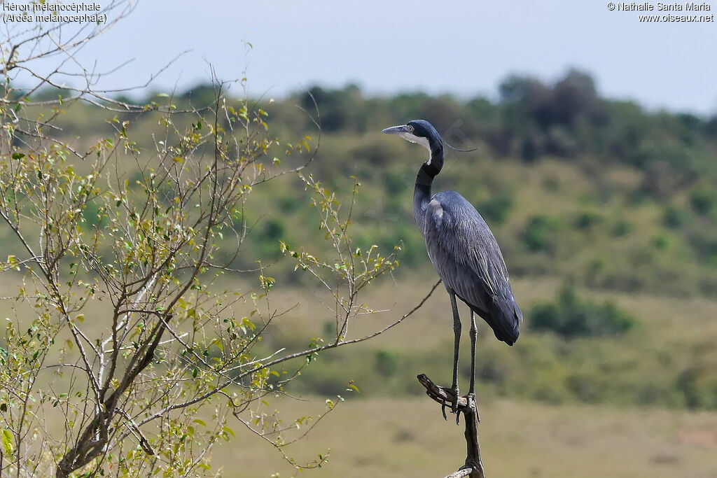 Black-headed Heron male adult breeding, identification, habitat