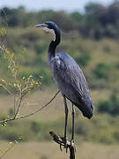 Black-headed Heron