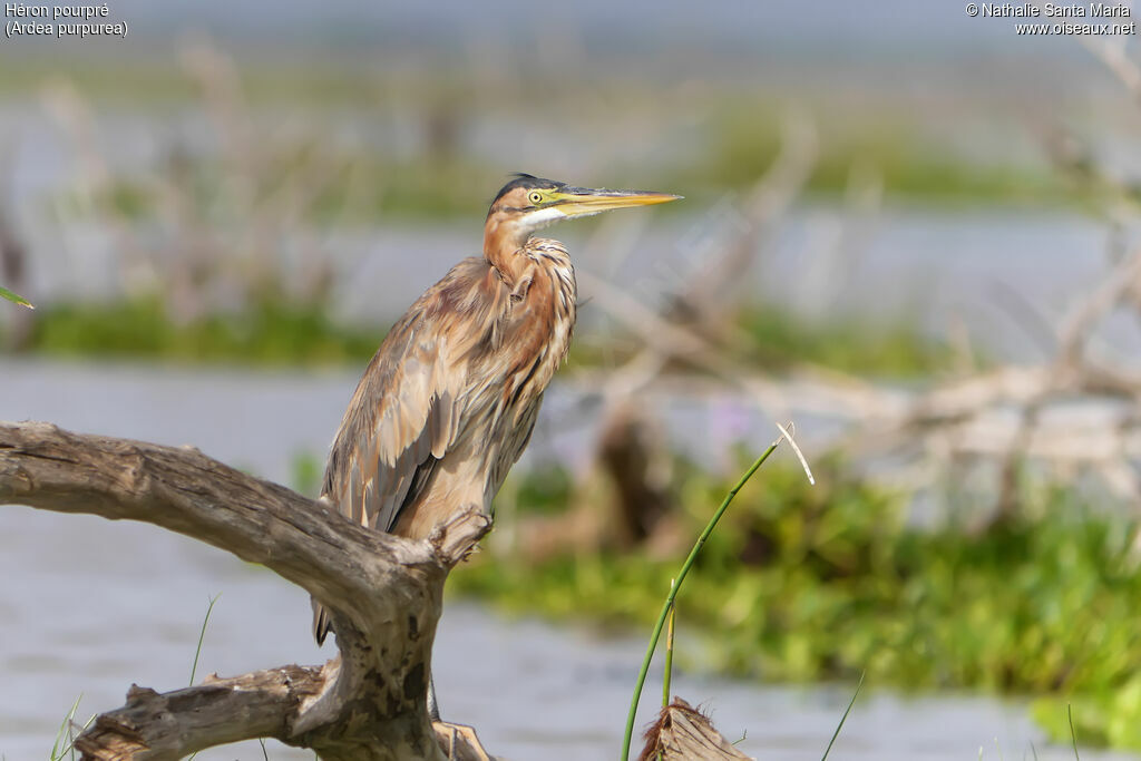 Purple Heronadult, identification, habitat