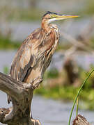 Purple Heron