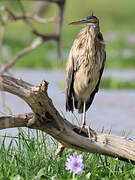 Purple Heron