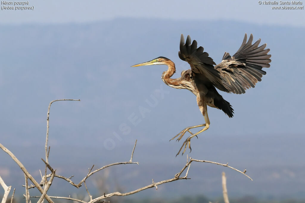 Purple Heronadult, Flight