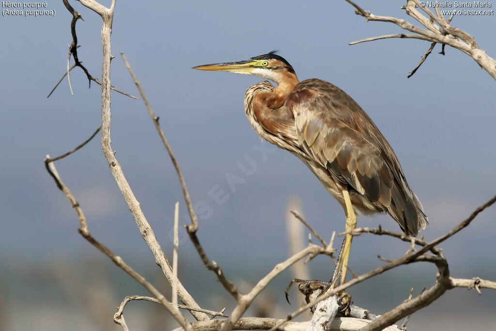 Héron pourpréadulte, identification, habitat