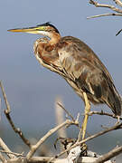 Purple Heron