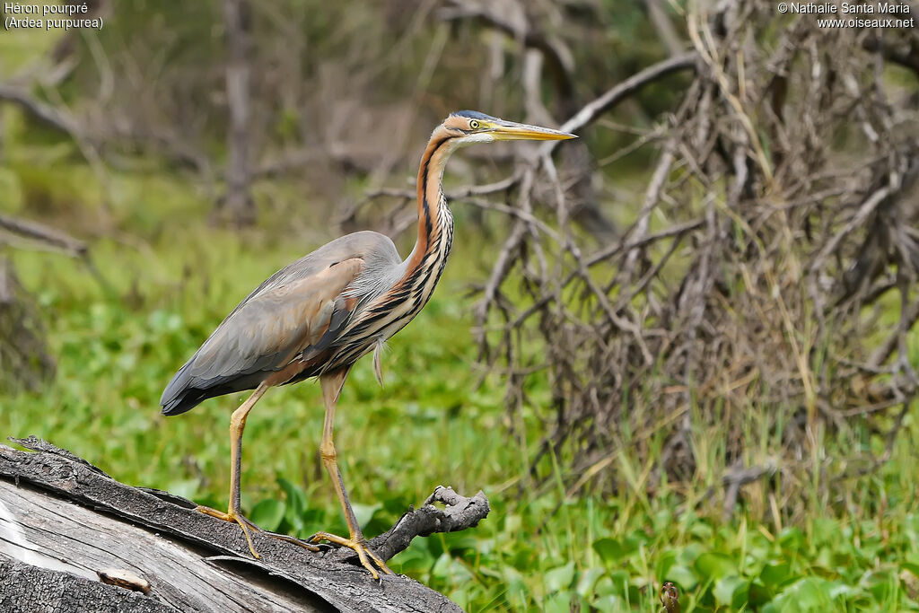 Héron pourpréadulte, identification, habitat, marche