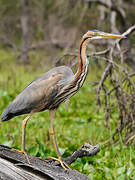 Purple Heron