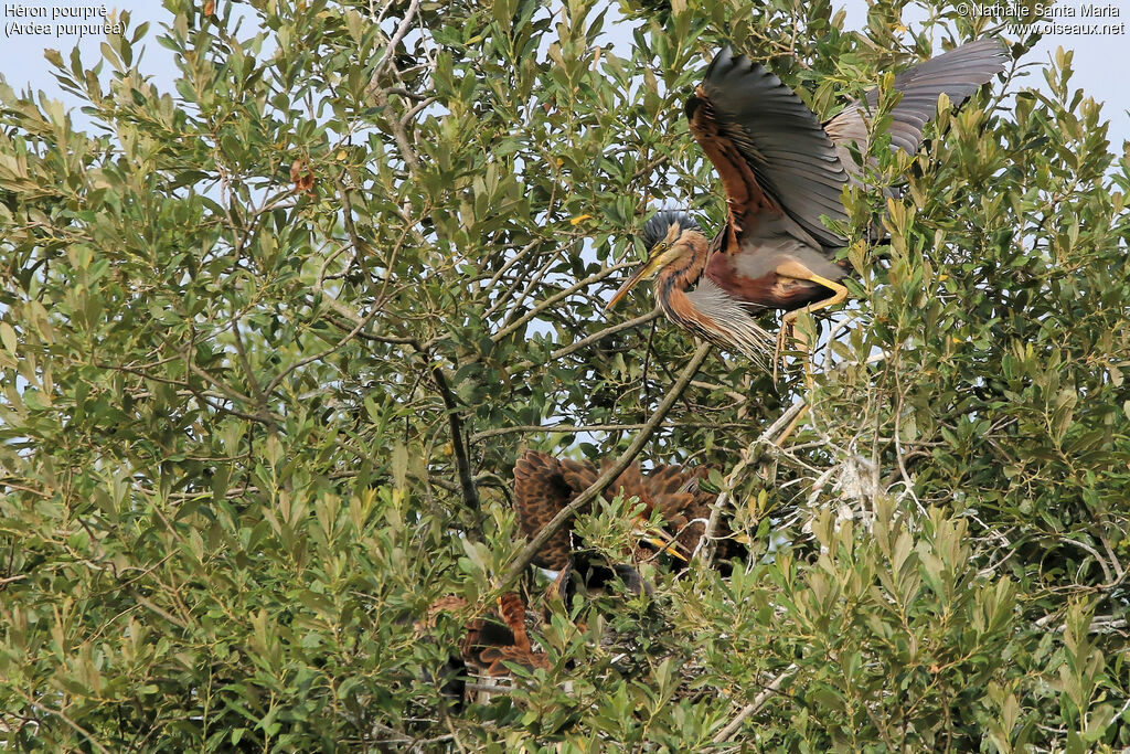 Purple Heronadult breeding, identification, habitat, Reproduction-nesting, Behaviour