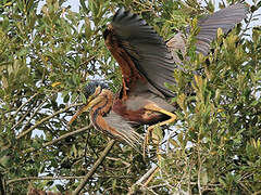 Purple Heron