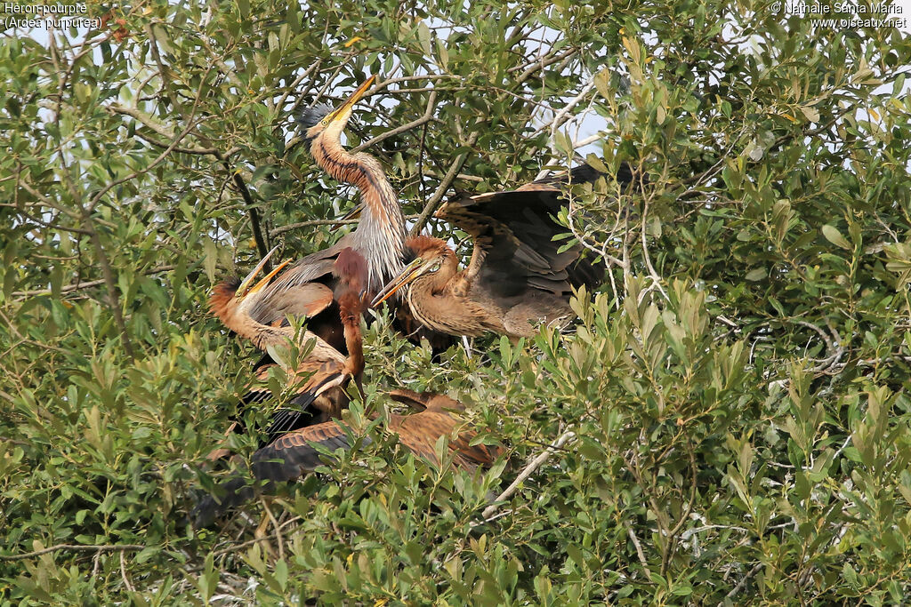 Purple Heron, identification, habitat, Behaviour