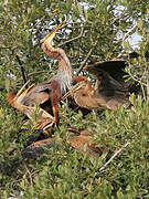 Purple Heron