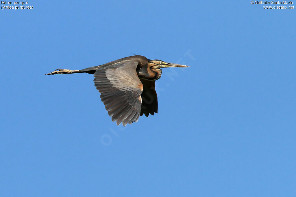 Purple Heronadult breeding, identification, Flight, Behaviour