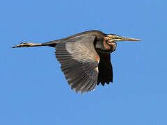 Purple Heron