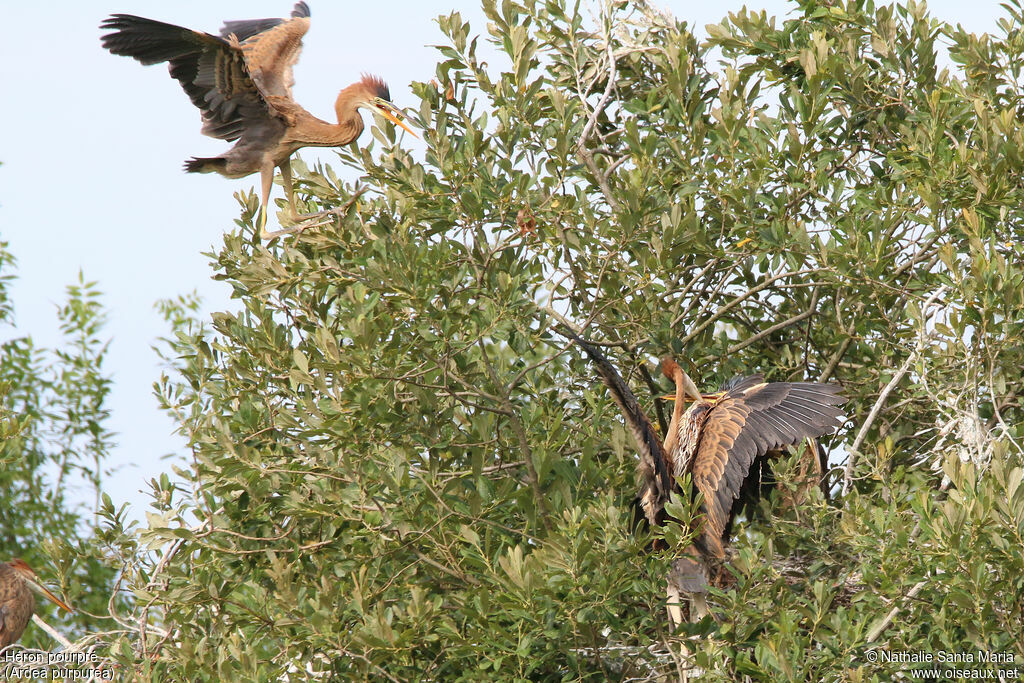 Purple Heronjuvenile, identification, habitat, Flight, Reproduction-nesting