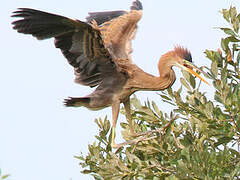 Purple Heron