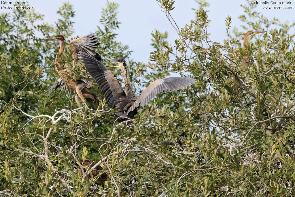 Purple Heron, identification, habitat, Flight, Reproduction-nesting, Behaviour