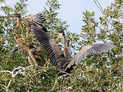 Purple Heron